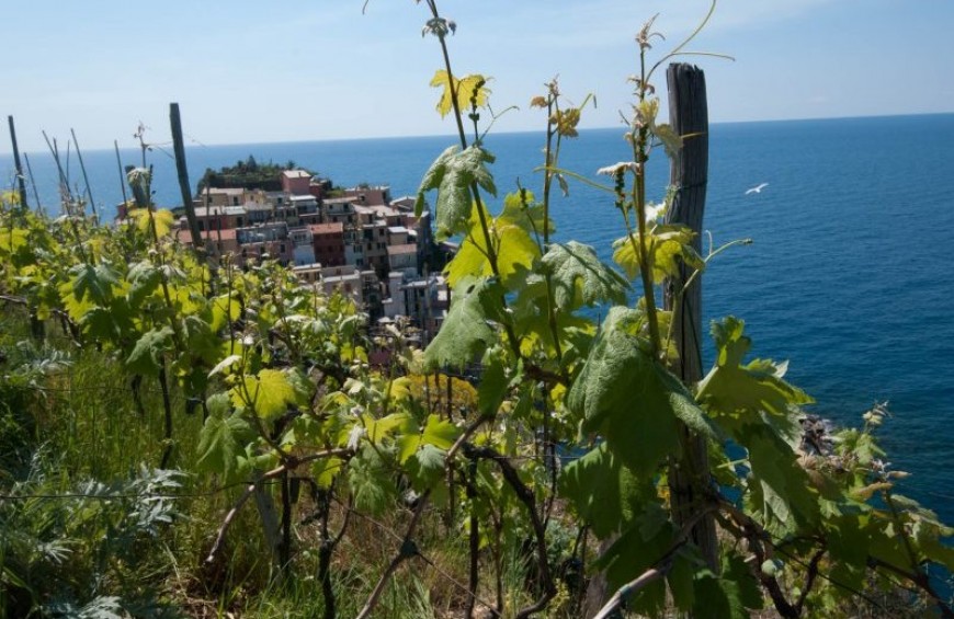 Vini d’Oro. Liguria