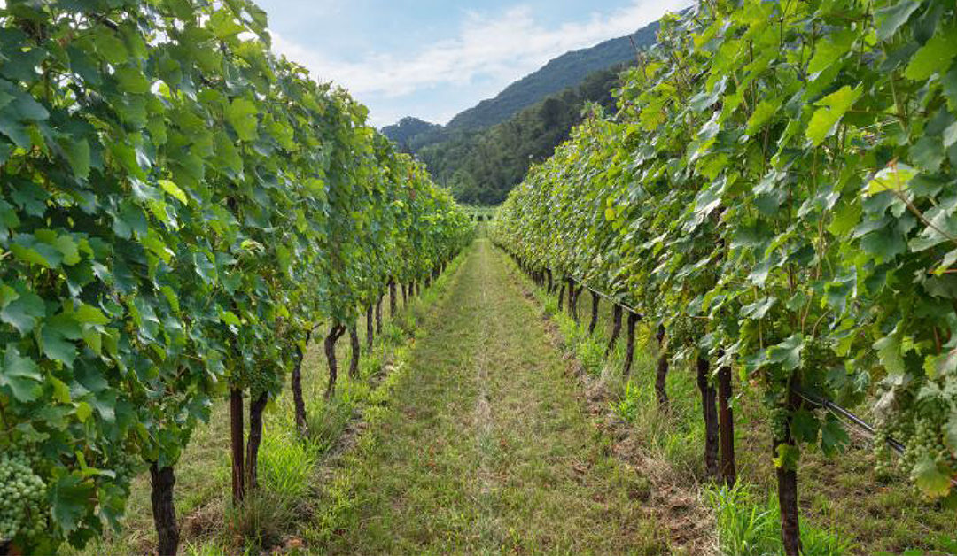 Coltivare la vite senza agrofarmaci è possibile (e necessario)