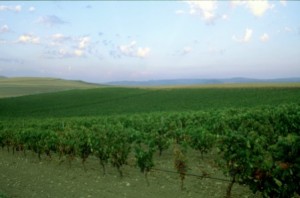 La Sardegna dei grandi vini
