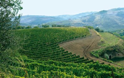 Viti antiche e devozione per l’aglianico