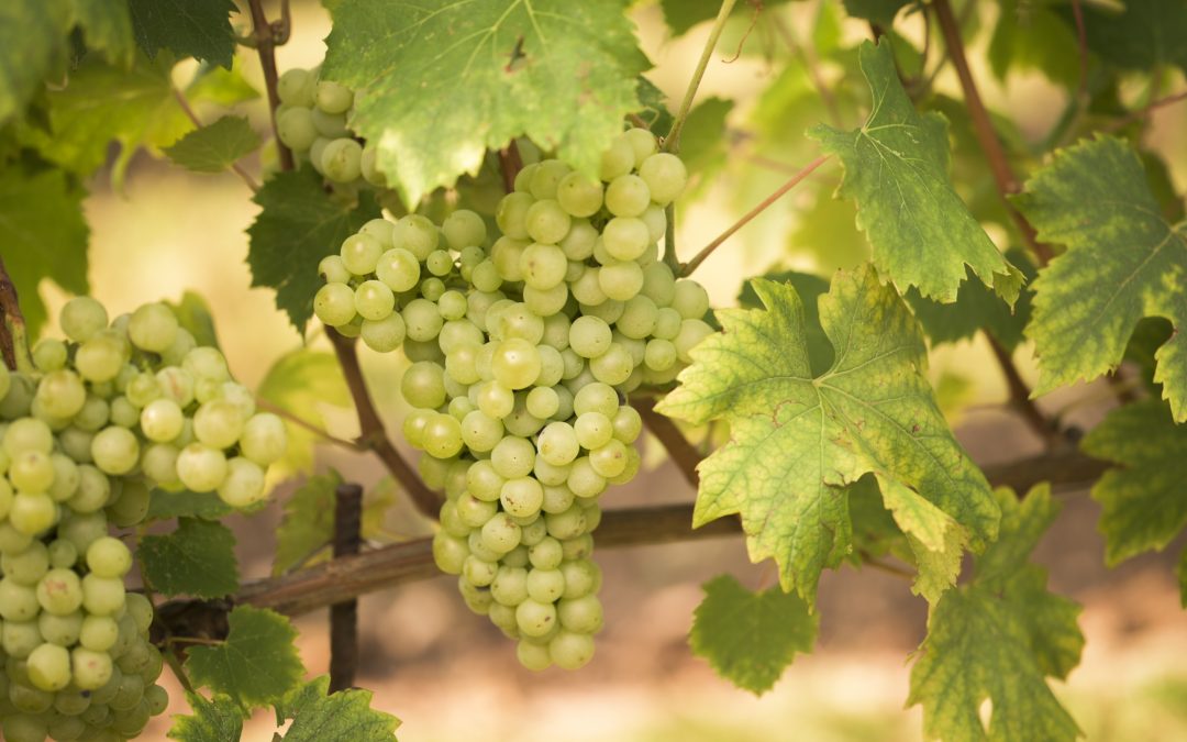 Le vie tracciate dall’Erbamat