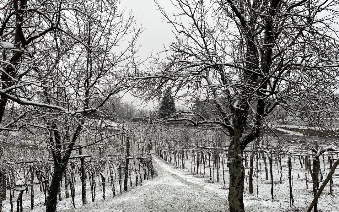 La voce umana nel vino