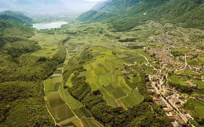 Vigne, cantina, calice: plurima essenza del vino